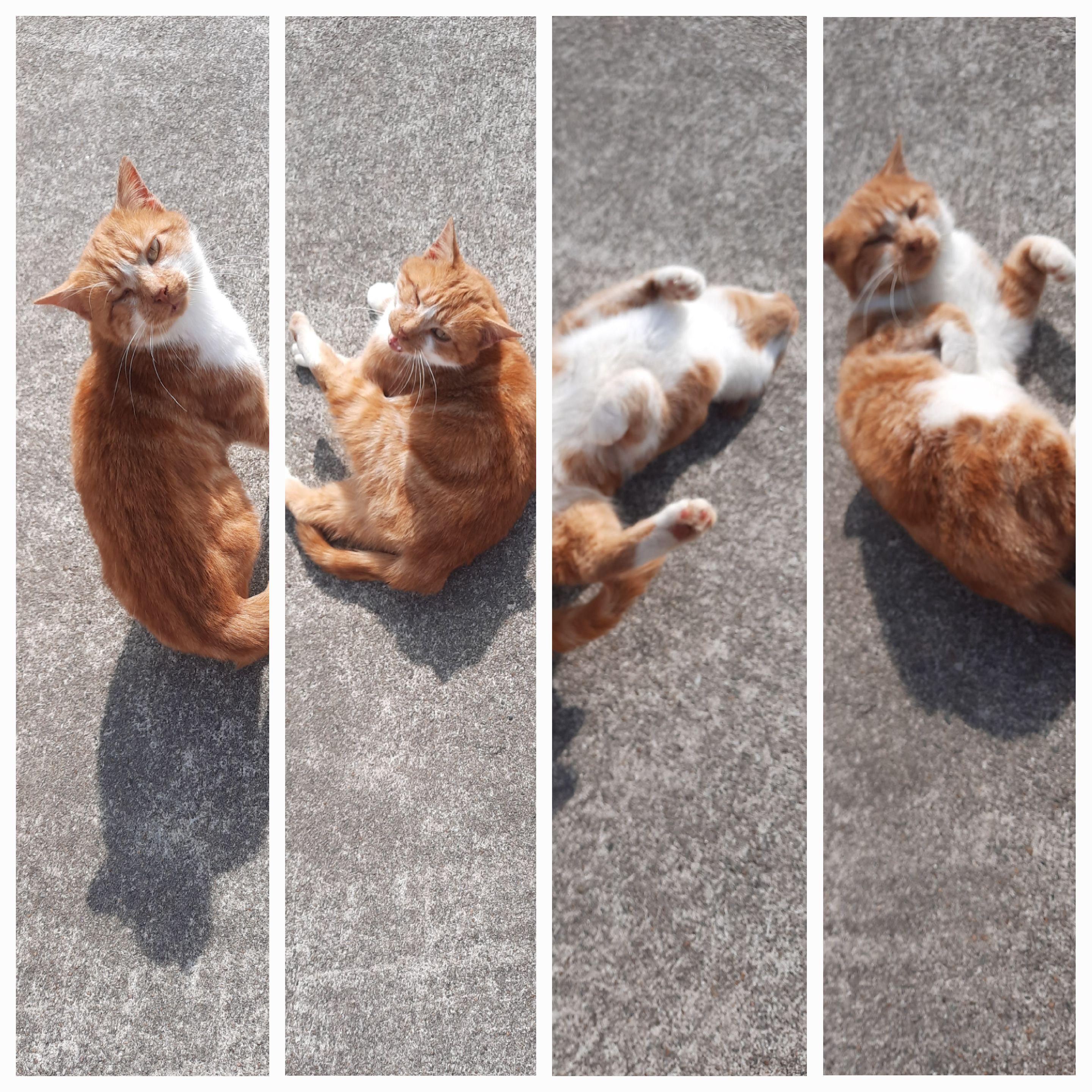 The picture is sliced vertically into 4 sections. Each of it shows a red and white tabby cat in different poses.