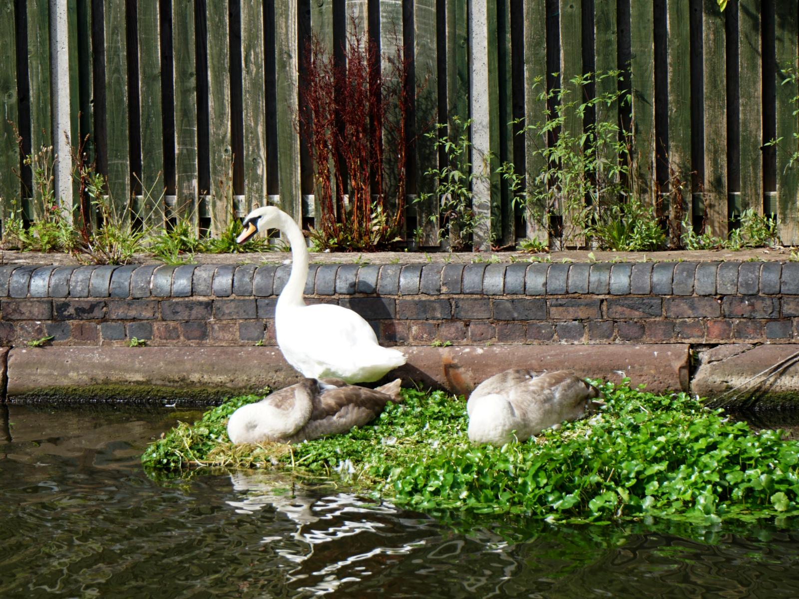 A swan standing on a mat of weeds at the side of a canal, there are 2 younger swans asleep beside it amongst the greenery in the sunshine.
There is a low brick wall behind them and a wooden fence above it
