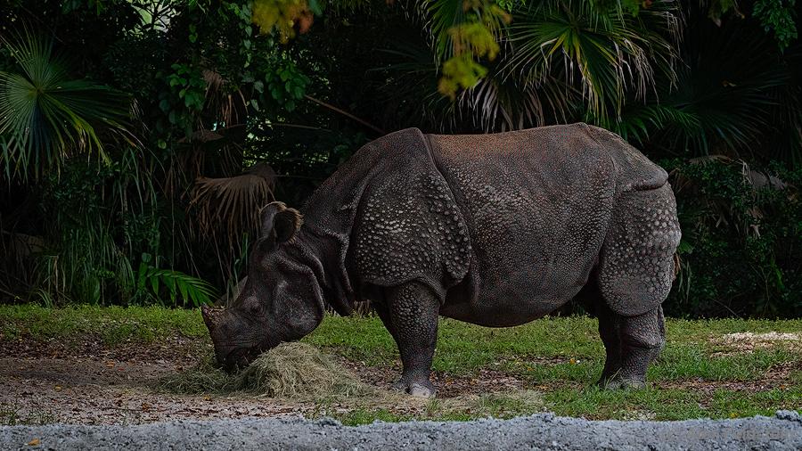 Indian rhino at the zoo