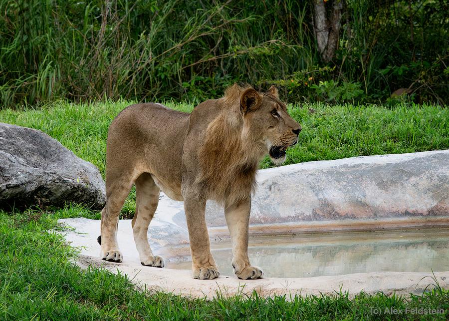 Lion at the zoo