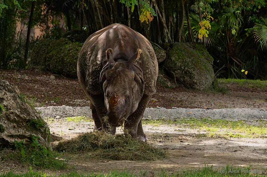 Indian rhino at the zoo