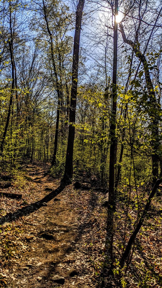 We are hiking a trail high up a mountainside through a forest where bright green spring leaves are just beginning to emerge. The leaves are still very small, allowing a lot of sun to reach the forest floor. where leafy shoots are also beginning to sprout through last autumn's fallen leaves. The cloudless sky is a deep blue, with a bright afternoon sun shining down through the treetops ahead.