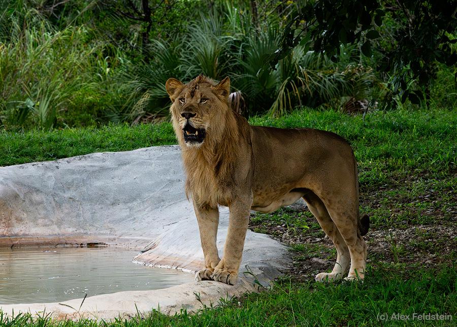 Lion at the zoo