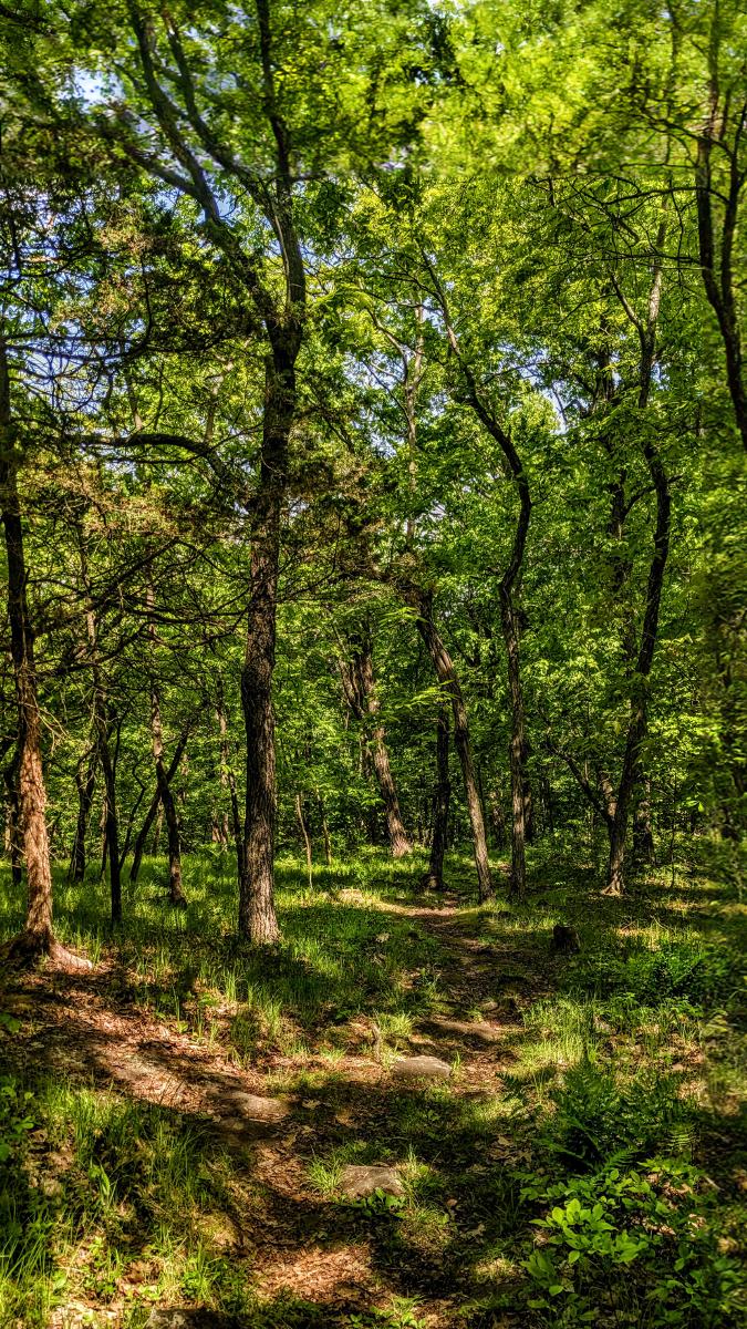 Beneath a soft blue sky we are walking through a sun-dappled forest in late spring. The canopy overhead is approaching full coverage, but the leaves are still the vibrant emerald green of springtime. The forest floor is carpeted with lush green grass and a few small green leafy shoots. A patchwork of soft shadows and golden sunlight plays across it.
