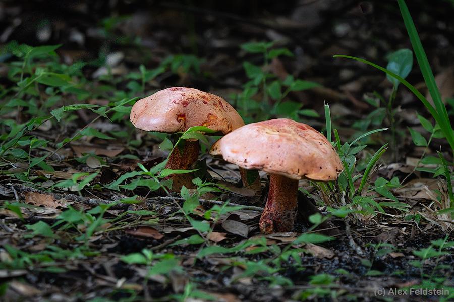 Two decent-size mushrooms