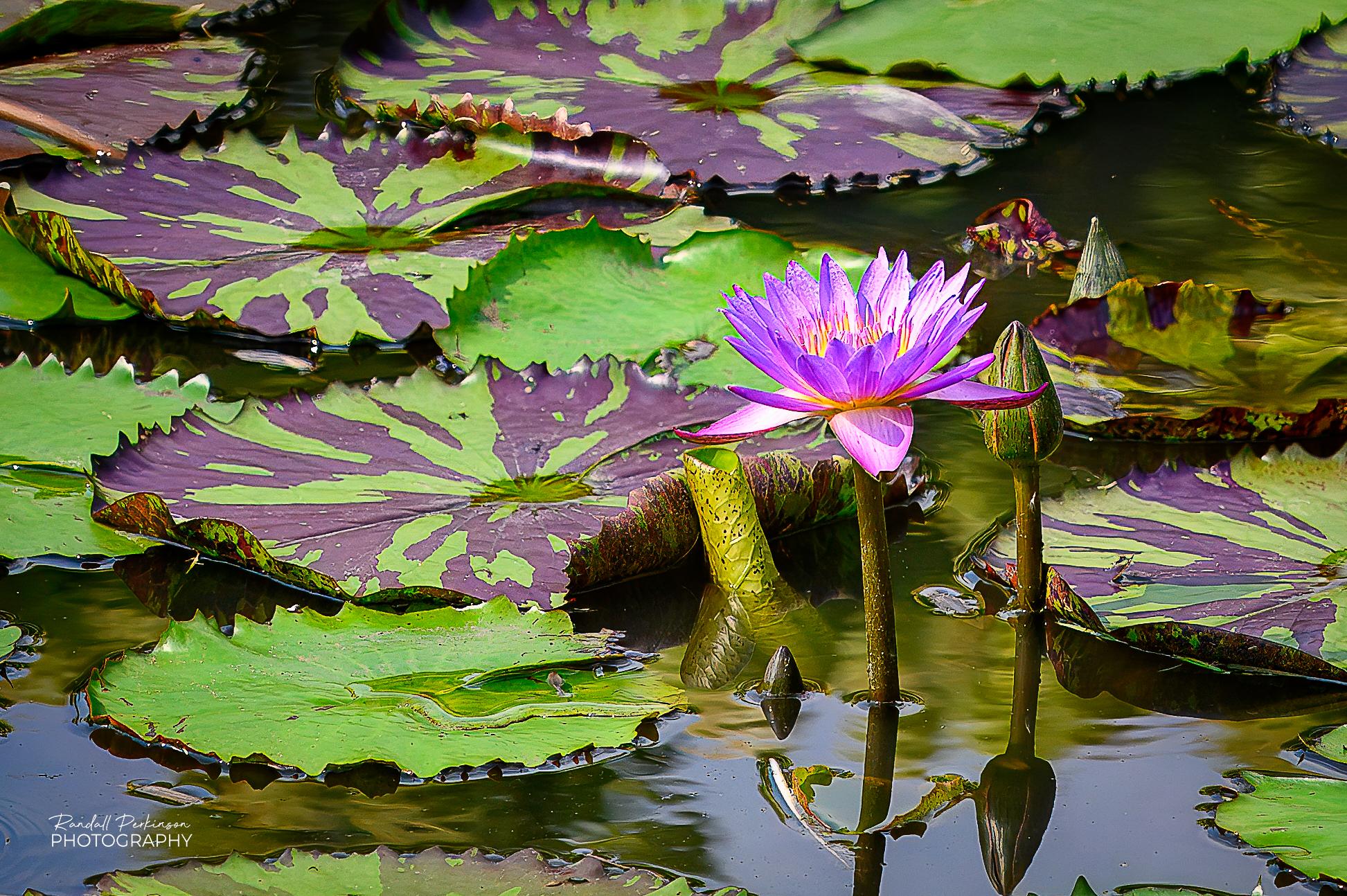 A bright pink and purple water lily with a yellow center extends above floating lily pads.