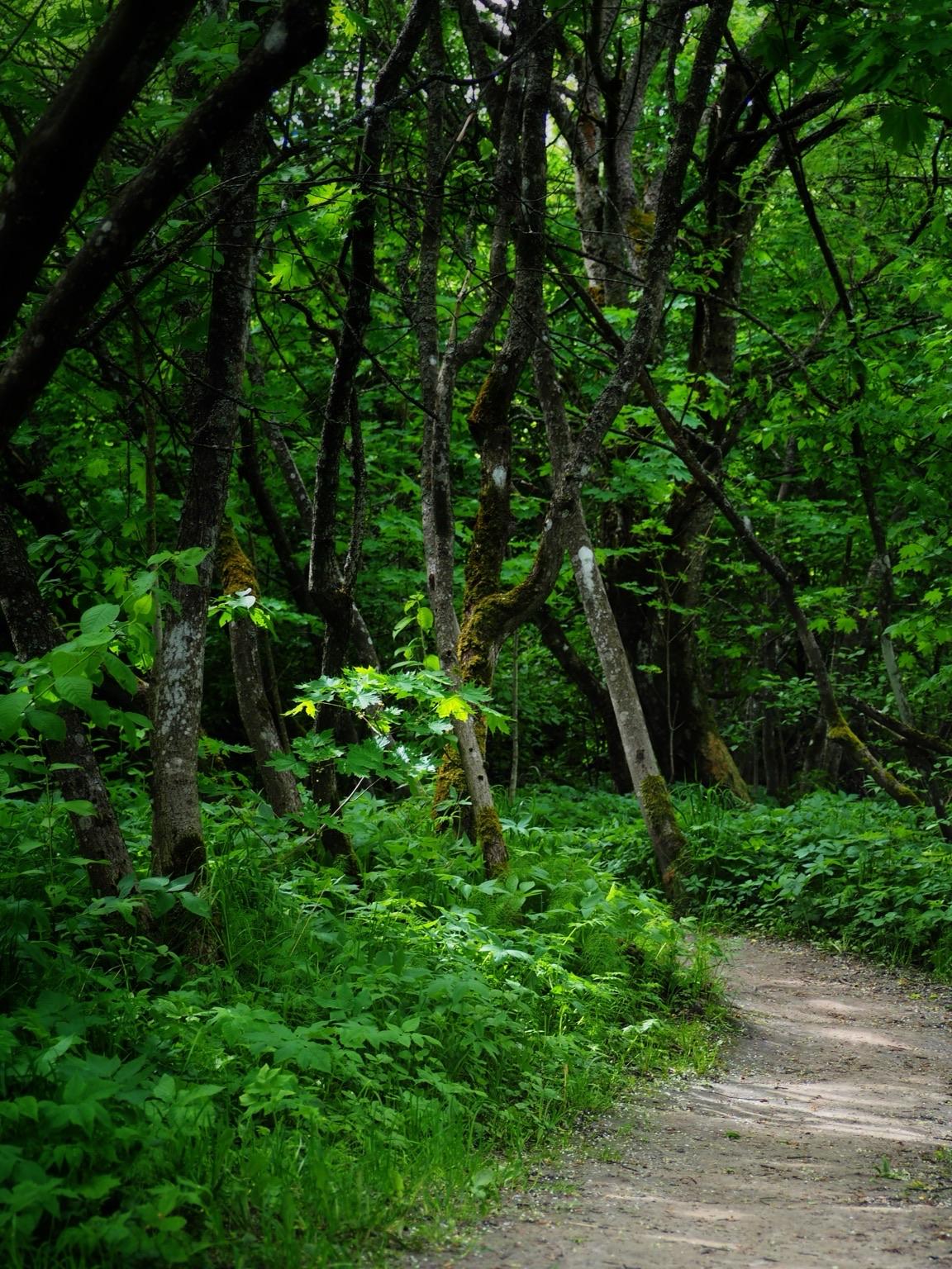 A winding dirt path leads through a dense, lush forest filled with green foliage and trees, creating a tranquil and natural atmosphere.