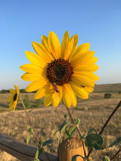 Closeup photo of a sunflower in bright sunlight. There’s a bee sipping nectar & collecting pollen at about 7 o’clock. Another sunflower is out of focus at the left side of the image. At the bottom is the top of a fencepost, with a bit of rail next to it. Background is out of focus, rolling hills with dried grass, clear blue sky behind it all. August 2017.