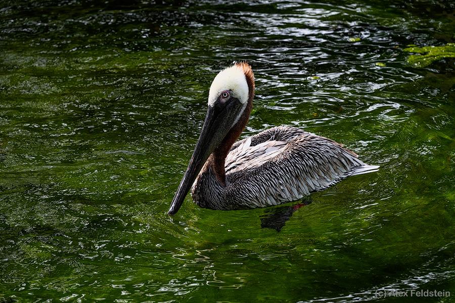 Brown Pelican in a pond