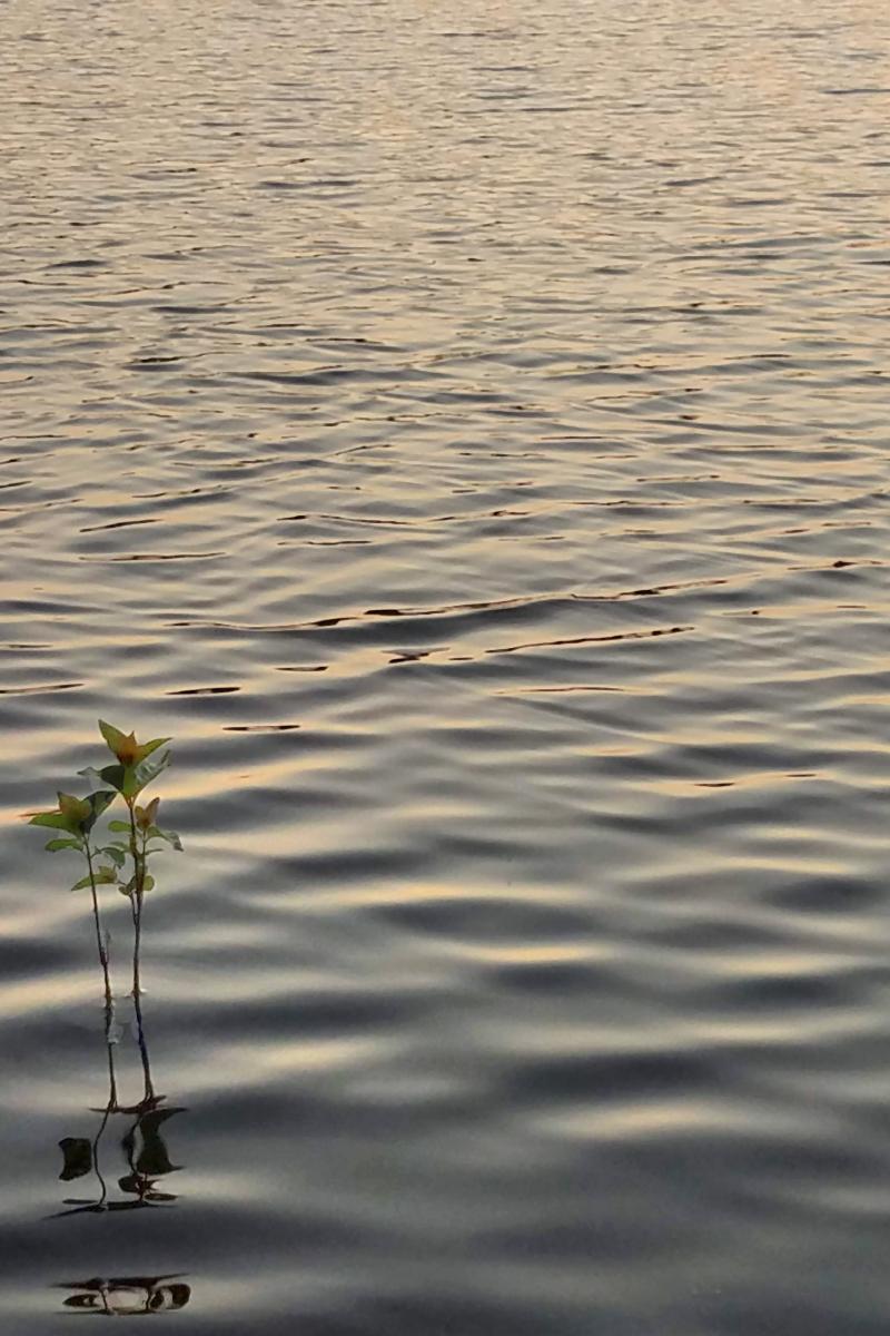 The rippled surface of a lake tinted pale gold by the post sunset sky. Two small leafy water plants peek above the lake surface casting abstract reflections across the ripples.
