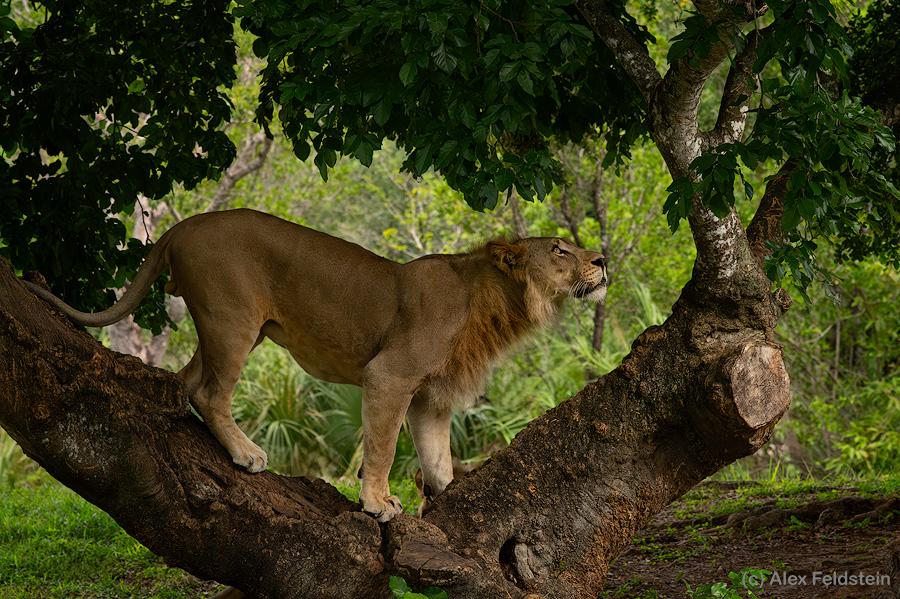 Lion on a tree branch at the zoo