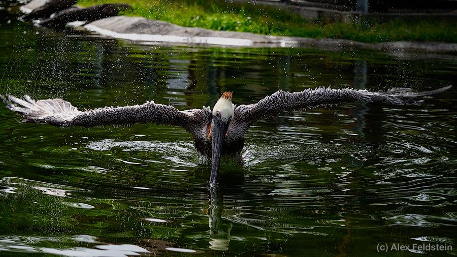 Brown Pelican flying into a pond
