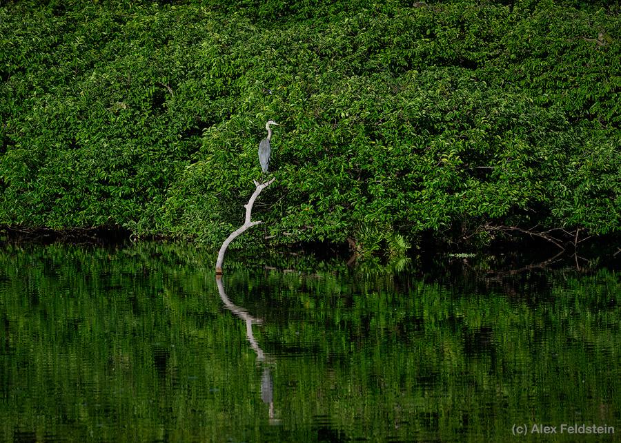Great Blue Heron on a stick in a pond