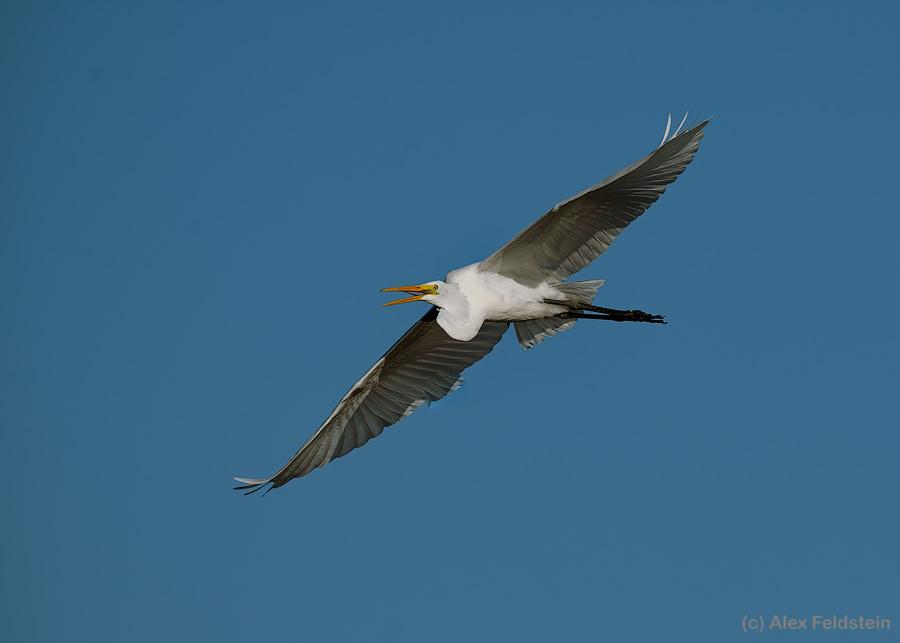 Great White Egret flyby