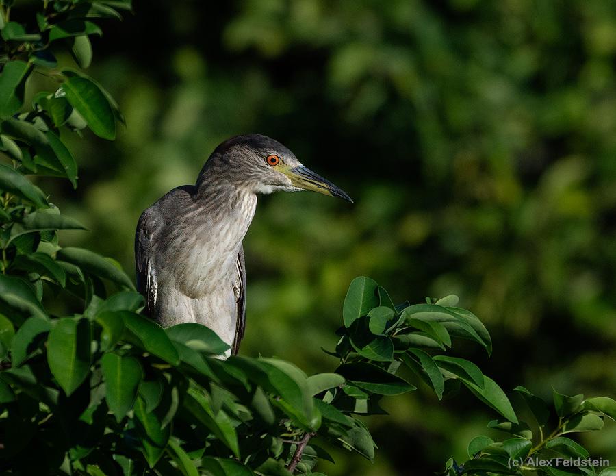 Black-crowned Night Heron perched among leaves