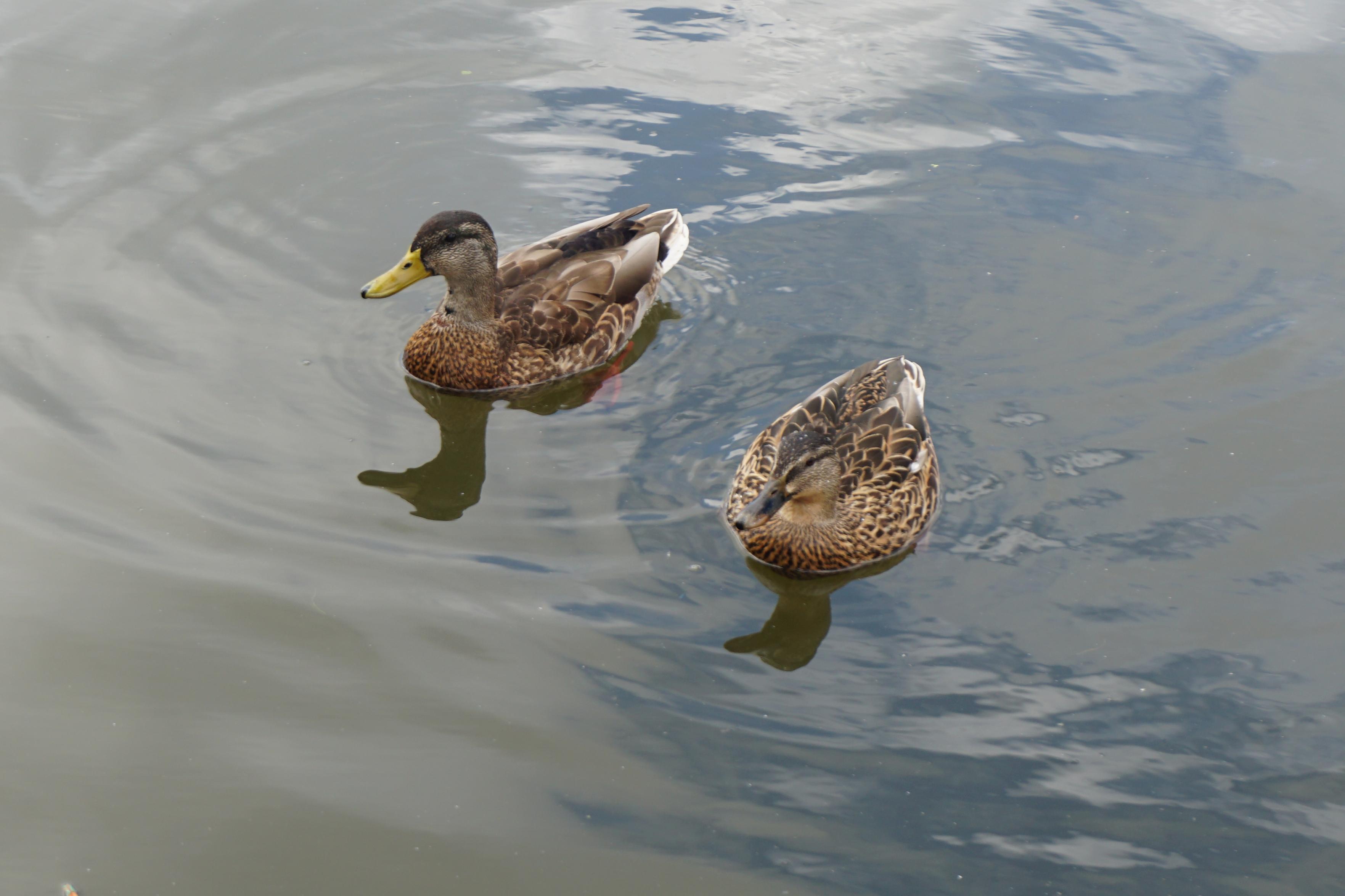 A male and female duck in the water, their necks and head reflected in the virtually calm water, small ripples spreading out from each.
A blue sky with white and grey clouds reflected in the water
