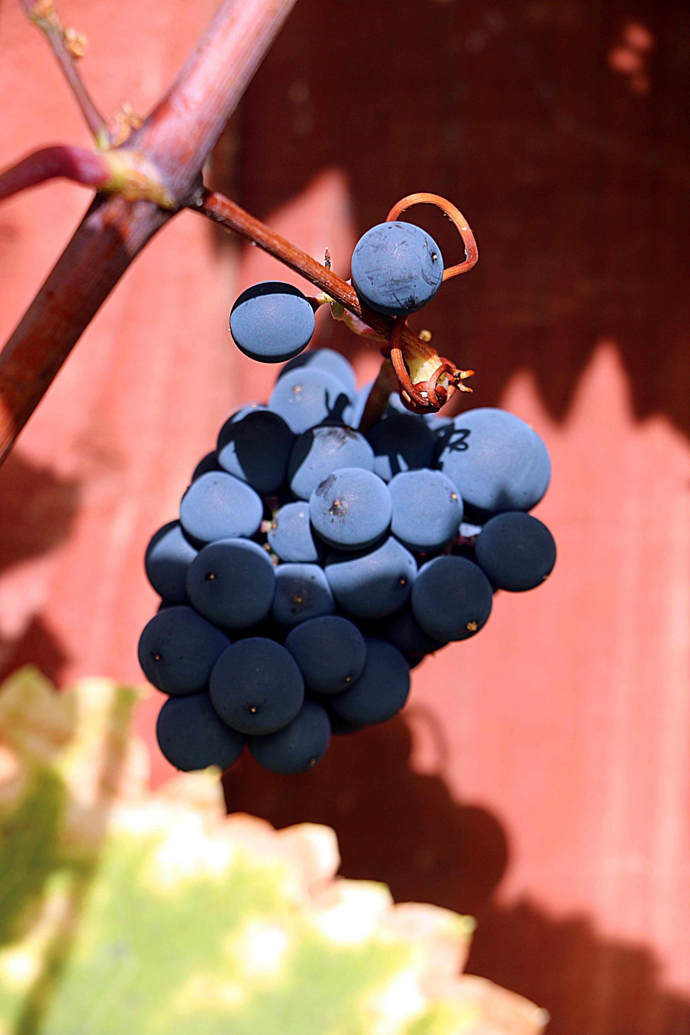 Small bunch of ripe black grapes, half in sunlight, half in shadow.

Canon EOS 70D
ISO: 100
Shutter Speed: 1/200
Aperture: 7.1

Lens: 18.0 - 135.0 mm
Focal Length: 97.0 mm (35 mm equivalent: 153.0 mm)
Hyperfocal Distance: 69.55 m
Depth Of Field: 0.008 m (0.581 - 0.589 m)
Field Of View: 13.4 deg

2016:09:30 12:26:53
Copyright: Matthew Malthouse © 2016
