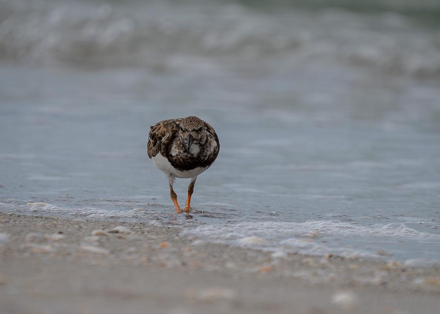 Ruddy Turnstone at the beach