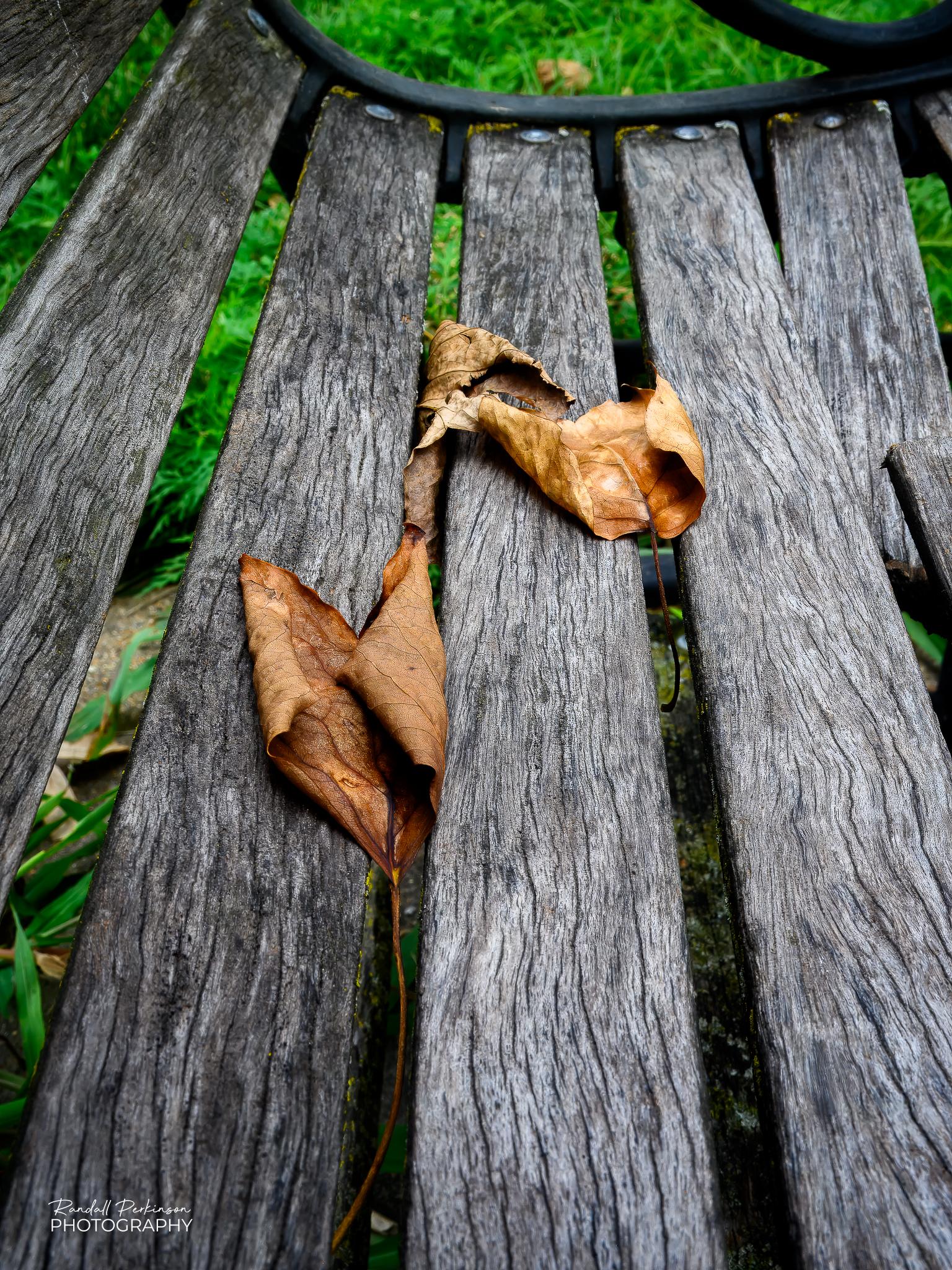 Several brown leaves sit on the weathered wooden slats of a park bench.