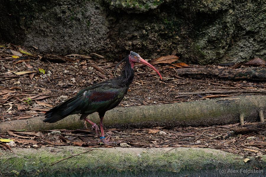 Northern bald Ibis at the zoo