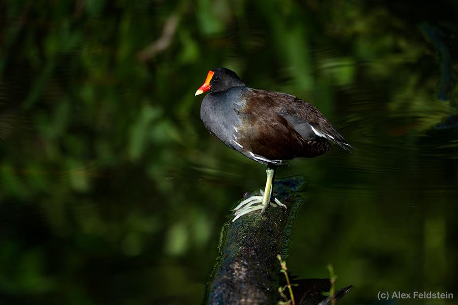 Common Gallinule perched on a log