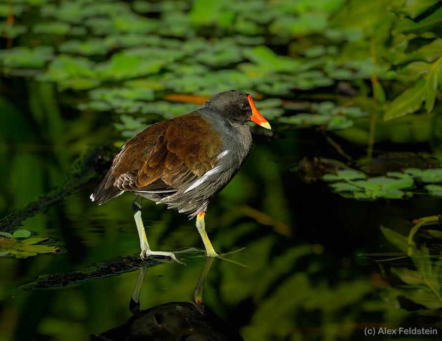 Common Gallinule in a pond