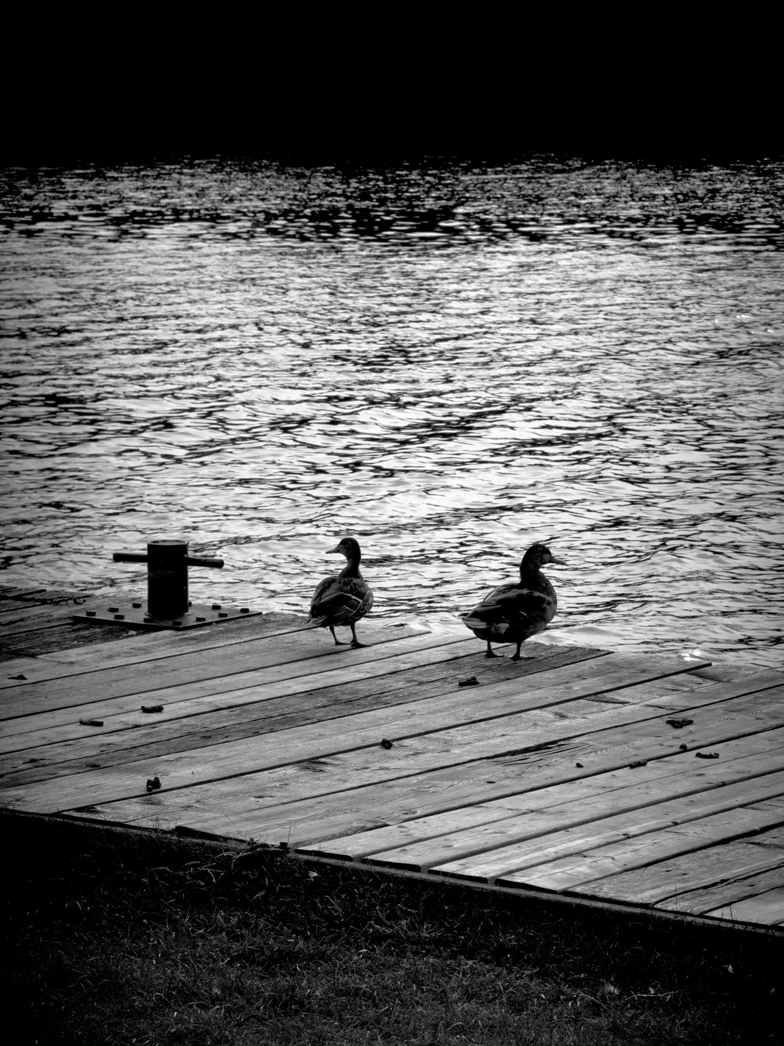 Ducks grumbling about the mess the that the geese leave behind.