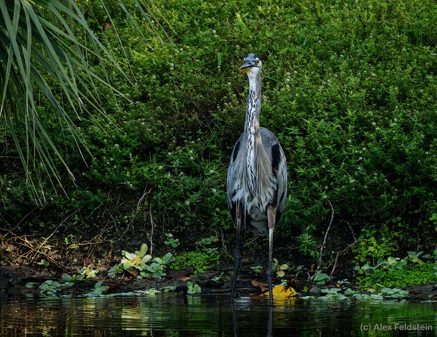 Great Blue Heron at the local wetlands