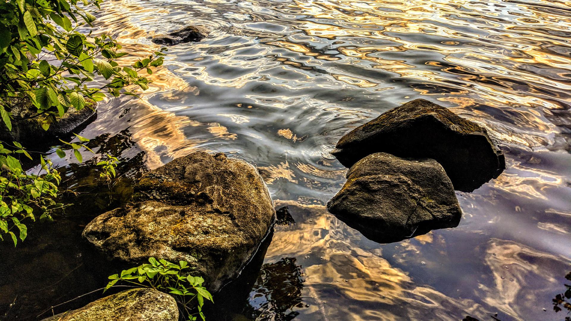 A close in look at the point where lake on the right meets the shore on the left. There are five gray rocks of irregular shape, three along the shore and two partially submerged just offshore. Several branches of a green leafy shrub are visible to the left along the shore. Small, rippling waves are reflecting the gold of an unseen sunset, creating interesting patterns on the lake surface.