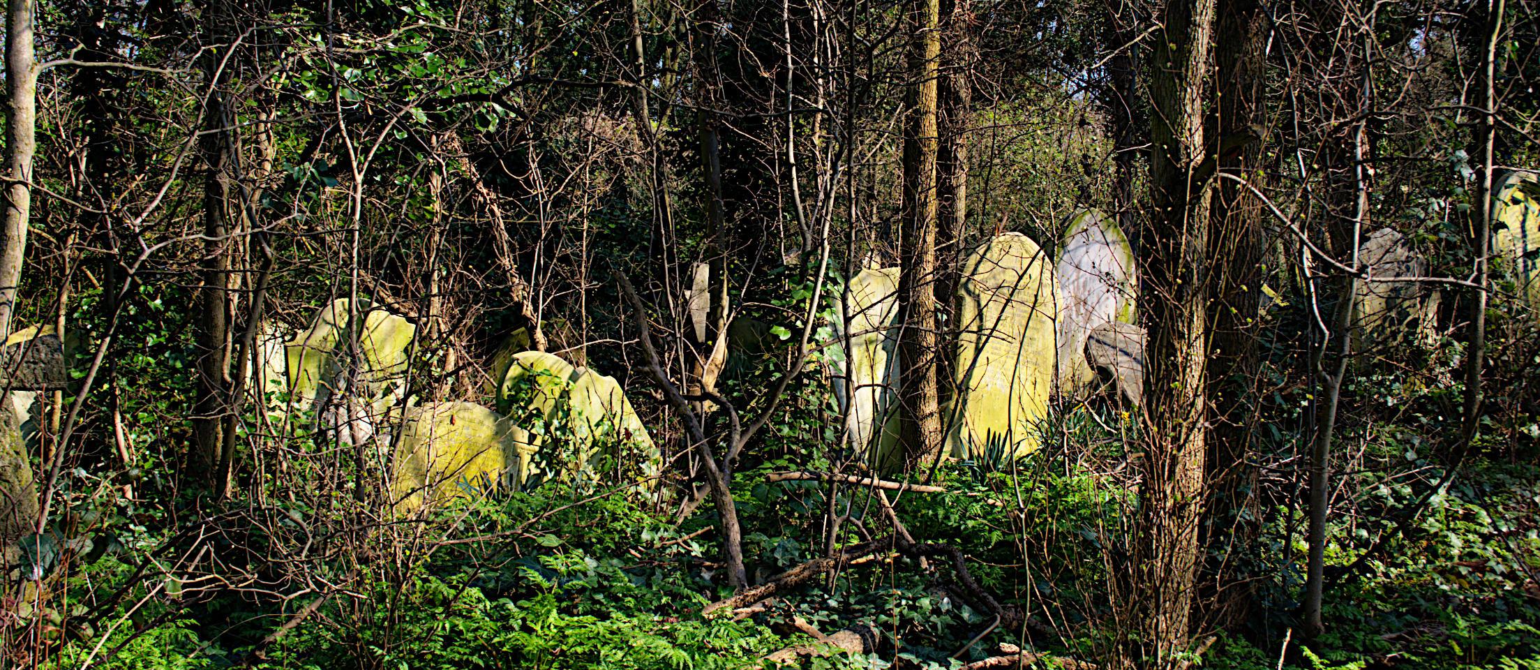 A line of headstones, some pushed off true, others toppled entirely by the trees that have grown up among them.

Canon EOS 400D DIGITAL
ISO: 100
Shutter Speed: 1/100
Aperture: 8.0

Lens: 18.0 - 55.0 mm
Focal Length: 31.0 mm (35 mm equivalent: 50.2 mm)
Hyperfocal Distance: 6.47 m
Depth Of Field: 10.05 m (2.59 - 12.64 m)
Field Of View: 39.5 deg

GPS Position: 51° 27' 44.0" N, 0° 03' 16.7" W
Nunhead Cemetery, Linden Grove, London SE15 3LP

2011:03:23 11:09:39
Copyright: © Matthew Malthouse 2011