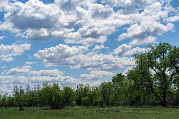 Photo. Puffy white clouds in bright blue sky. Green bushes and trees stretch across the bottom. May 2017