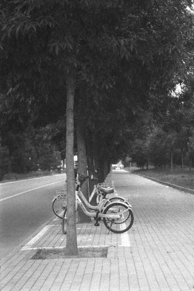 Ilford HP5 Plus 400 (FF)

English
A black and white photograph. Some bicycles are parked in the middle of the photo in between of trees that are planted on the pedestrian side of the road. Dense foliage covers the sky.

中文
一張黑白照片.幾輛自行車停在種植在人行道的樹之間.天空幾乎被茂密的樹葉遮蔽.