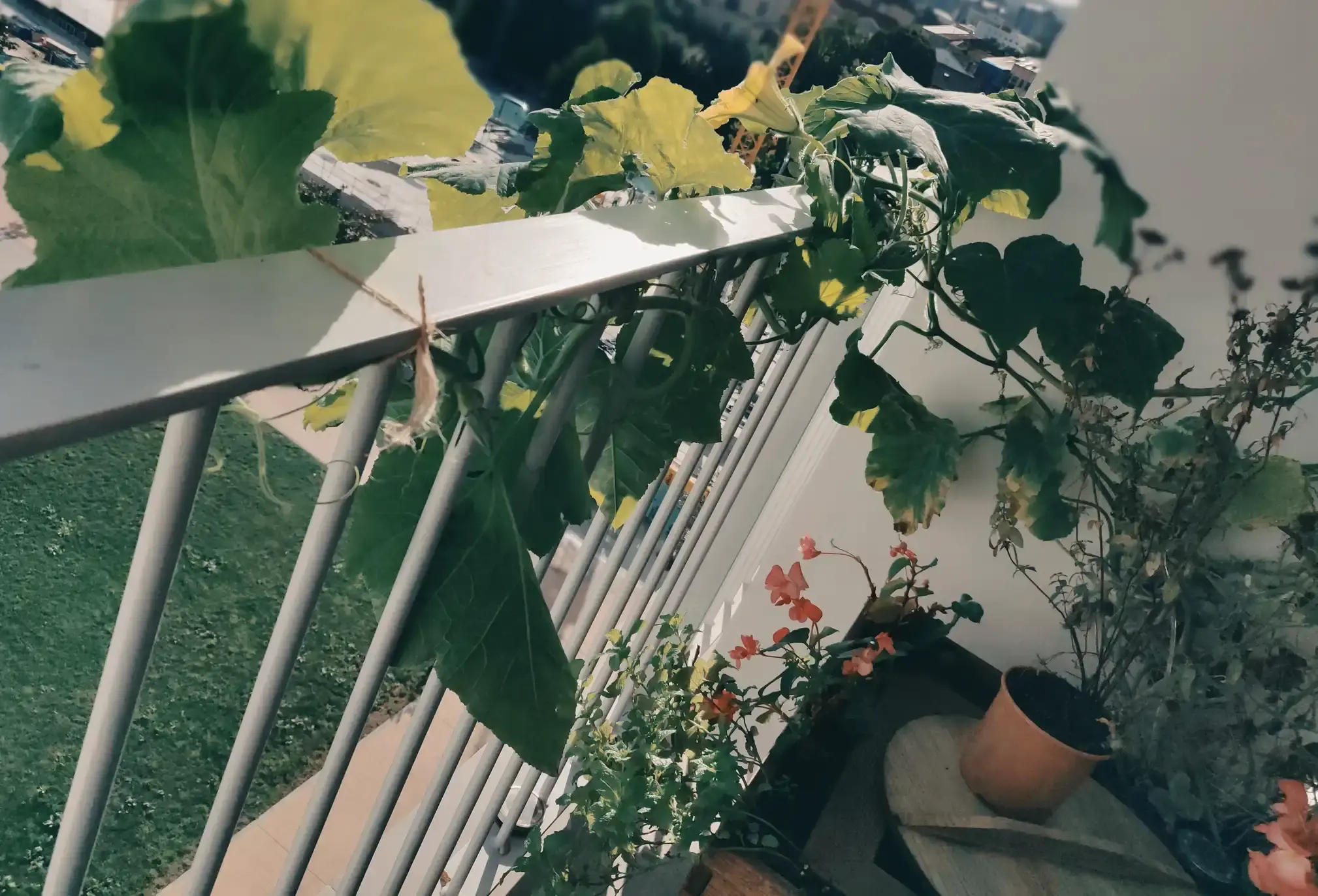 Planté cuatro pipas de calabaza y, un día, sus zarcillos me estrangularon mientras dormía.