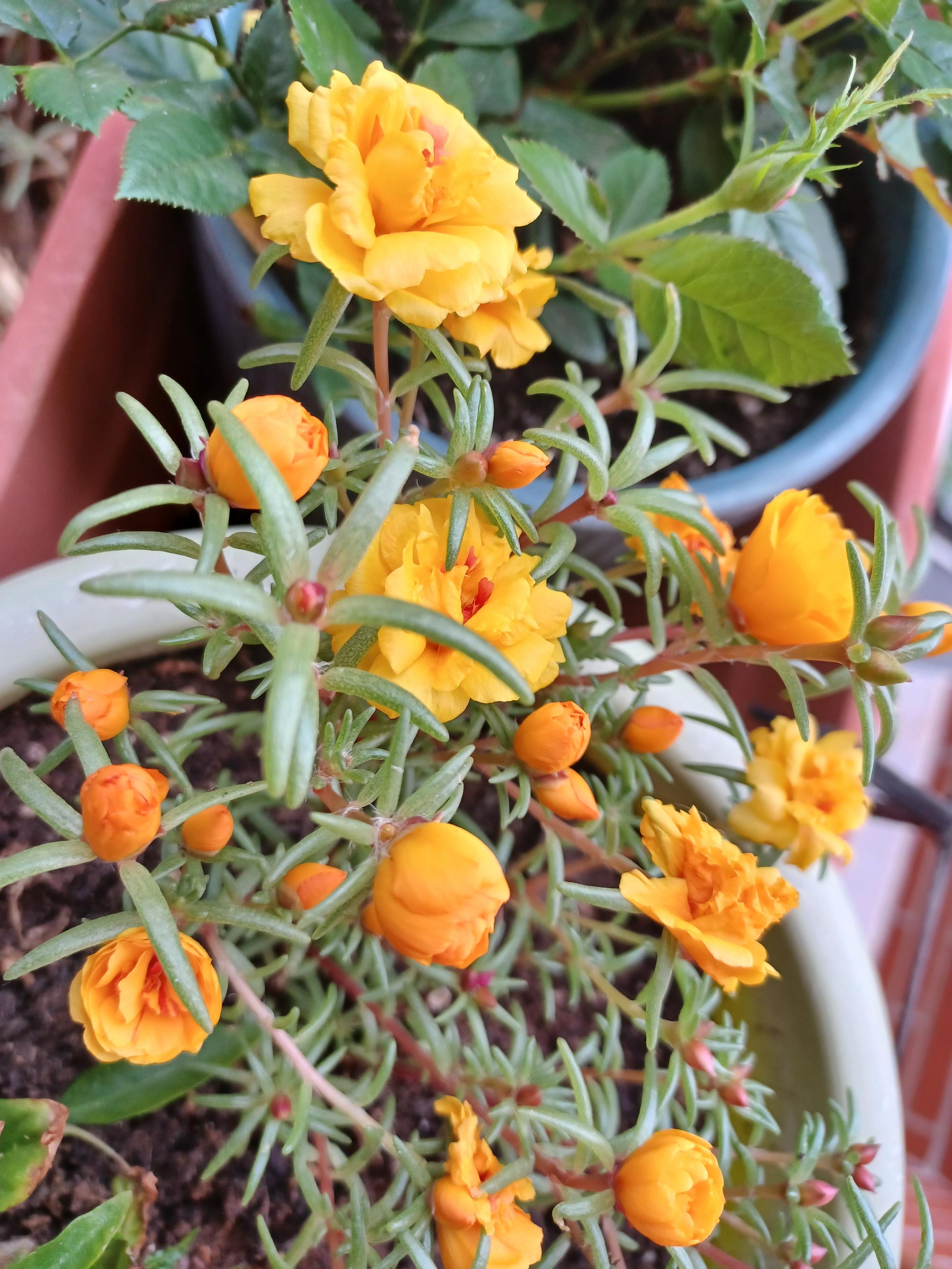 Flores bonitas