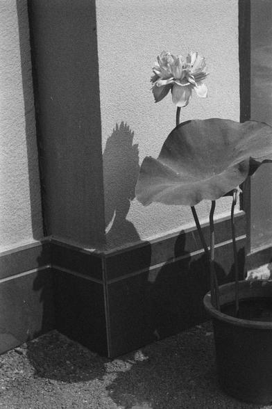 Ilford HP5 Plus 400 (FF)

English
A black and white photograph. A potted lotus stands in the middle of the frame. Its shadow is reflected on the wall.

中文
一张黑白照片.一盆莲花栽种在墙边.