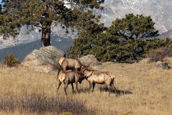 Three bull elk are testing each other’s strength and durability during the height of the annual elk rut (mating) season. These three bachelors are 4 to 5 years old, and therefore middle-aged for bulls, based on the number of points on their antlers. So they are mature, but apparently not big enough, or strong enough, or just assertive enough to command a harem of cows of their own. They’ll test each other and then maybe challenge an older bull to take over a harem, or maybe just sneak in at the…