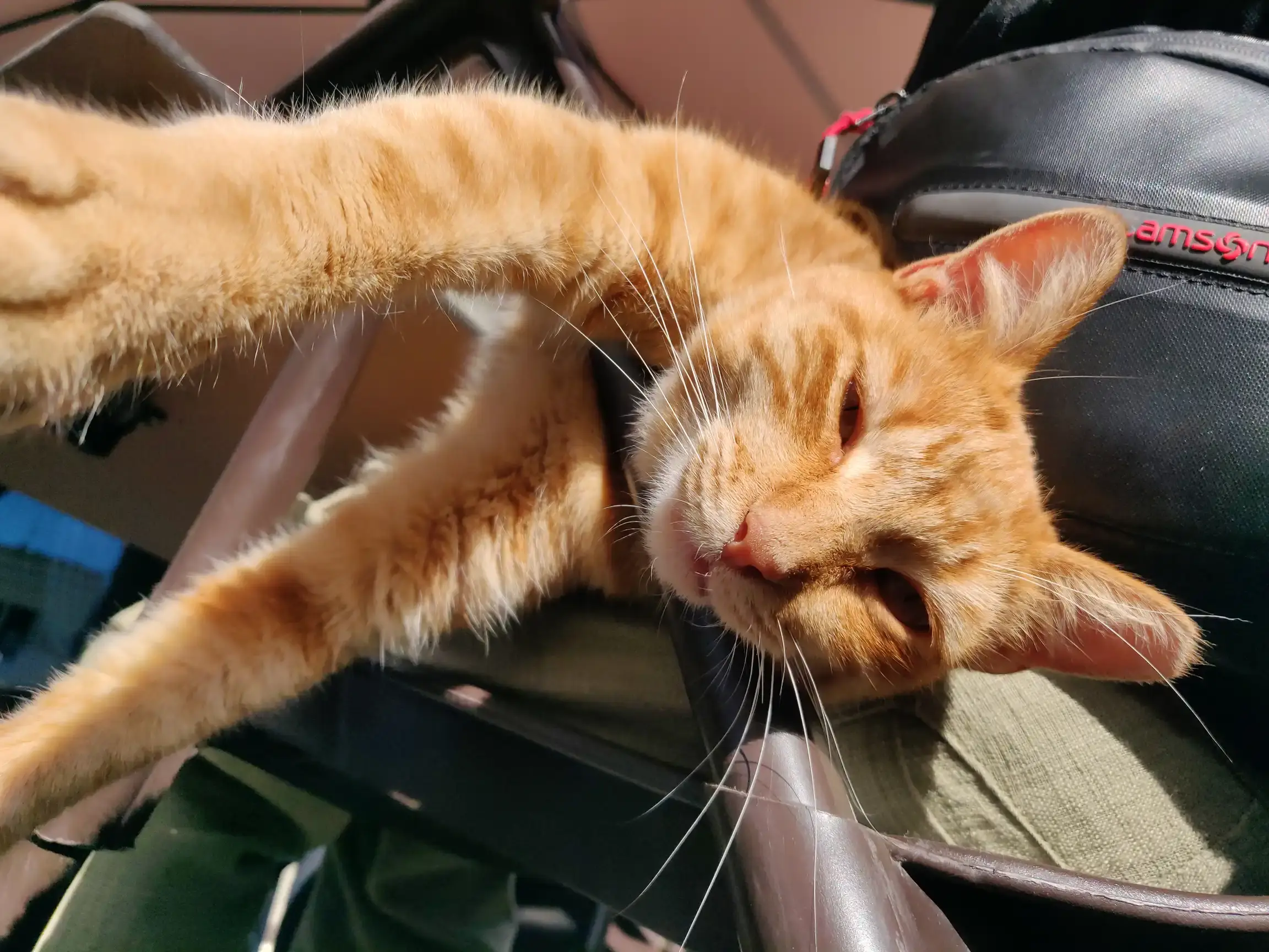 Una gata pelirroja muy amorosa se ha subido encima de un señor que está desayunando tarde. Está desparramada hasta tal punto que hay que sujetarla para que no caiga al suelo.