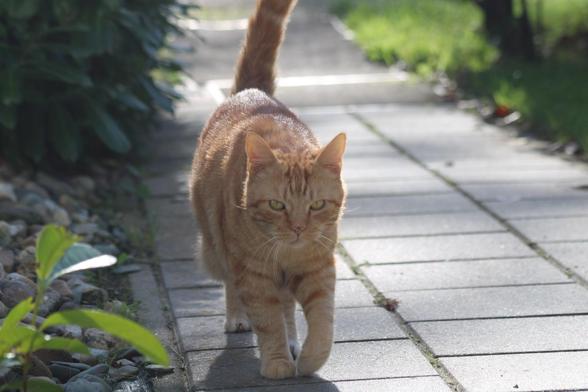 :nkoWave: Hello and a good meowing everyone! :blobcathearts: :blobcats