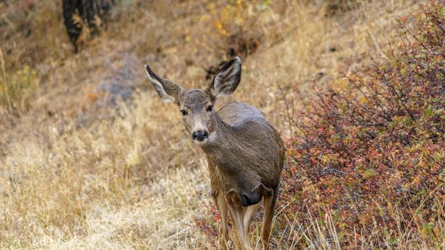 Closeup photo of a mule deer doe looking head on at me, behind the camera, on Deer Ridge Road in Rocky Mountain National Park. October 2015.