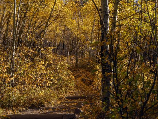 Photo. Rocky Mountain National Park, coming down the Cub Lake Trail. Aspen leaves are falling everywhere and covering the trail. It looks kind of gloomy but the sun is shining above the canopy. Elk were around us, hanging out in the forest during the day where it’s slightly cooler, and they come down the trails into the big open parks in late afternoon during the rut (mating) season to hang out all night. October 2015.